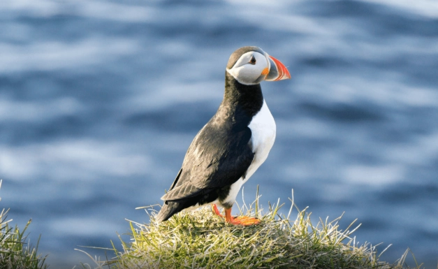 台灣海櫻鳥 旅遊 台灣海櫻鳥 旅遊
