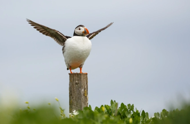 海鸚鵡 冰島 地點
