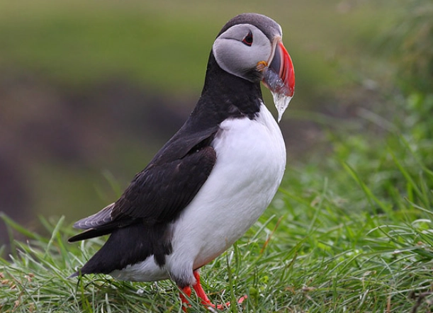 簇絨海鸚 觀鳥 簇絨海鸚 觀鳥