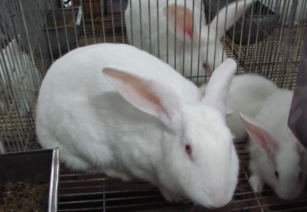 農委會實驗動物管理 農委會實驗動物管理