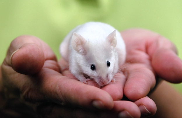 農委會實驗動物管理 農委會實驗動物管理