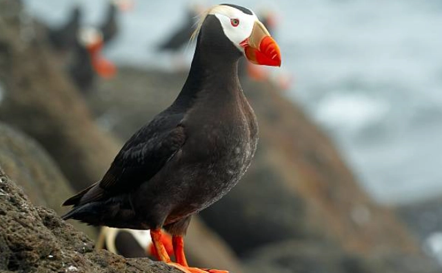 簇絨海鸚完整指南：觀鳥地點、拍攝技巧與生態保育