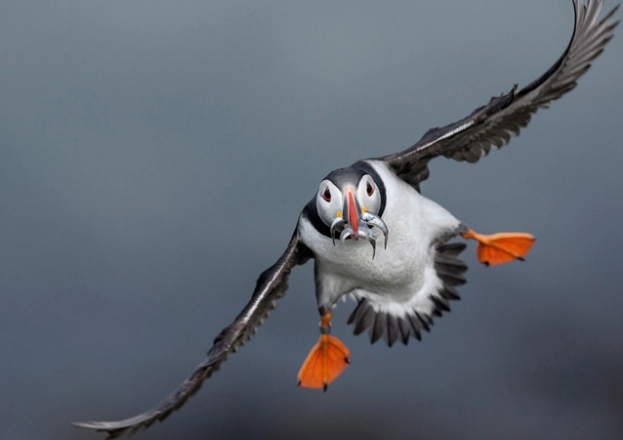 海櫻鳥 景點 海櫻鳥 景點