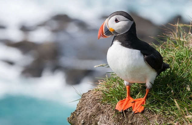 簇絨海鸚 保育 簇絨海鸚 保育