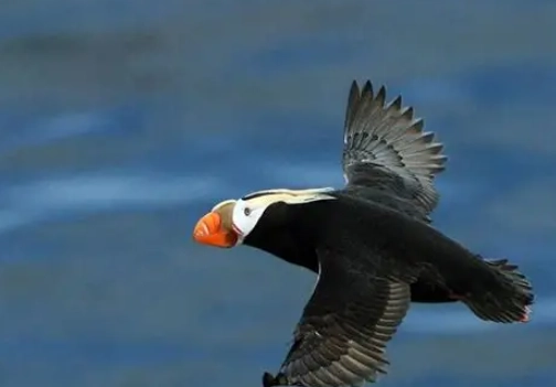 簇絨海鸚 拍攝 簇絨海鸚 拍攝
