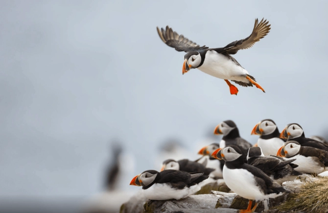 海櫻鳥 觀鳥 海櫻鳥 觀鳥