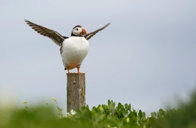 海櫻鳥 景點 海櫻鳥 景點
