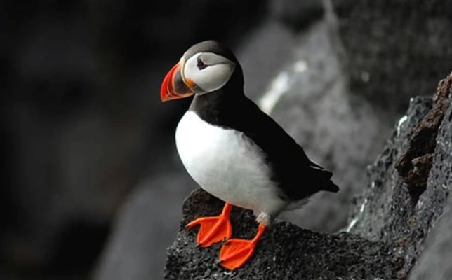 海櫻鳥 景點 海櫻鳥 景點