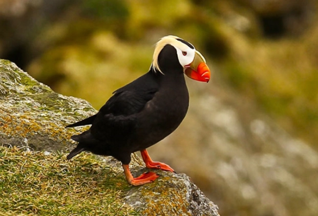 簇絨海鸚 拍攝 簇絨海鸚 拍攝