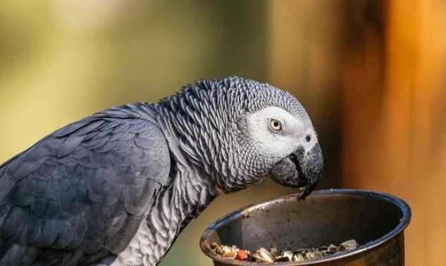 腰果對鸚鵡 腰果對鸚鵡
