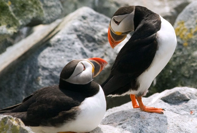 台灣海櫻鳥 旅遊 台灣海櫻鳥 旅遊