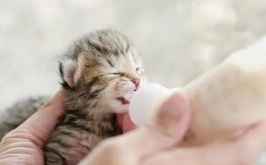 貓肛門腺炎症狀