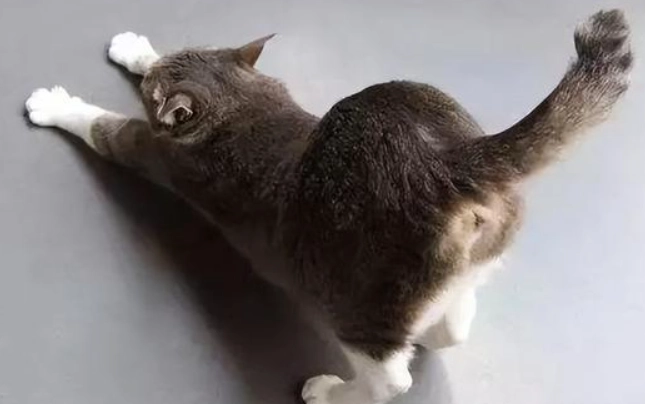 如何清理貓屁股 如何清理貓屁股