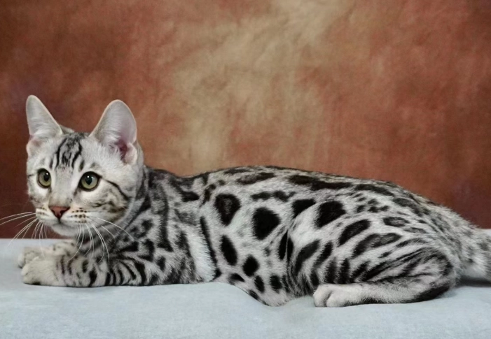 孟加拉貓飼養 孟加拉貓飼養