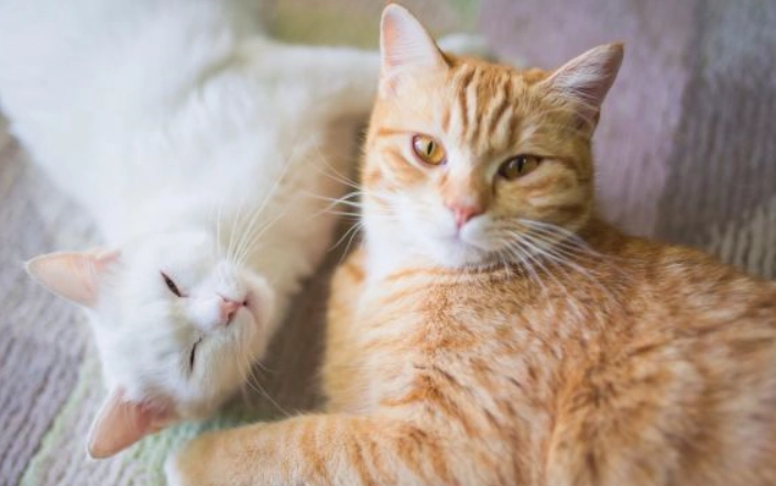 貓咪肛門腺 貓咪肛門腺