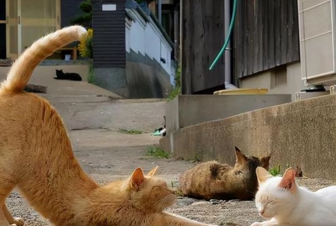 貓咪肛門沾大便 貓咪肛門沾大便