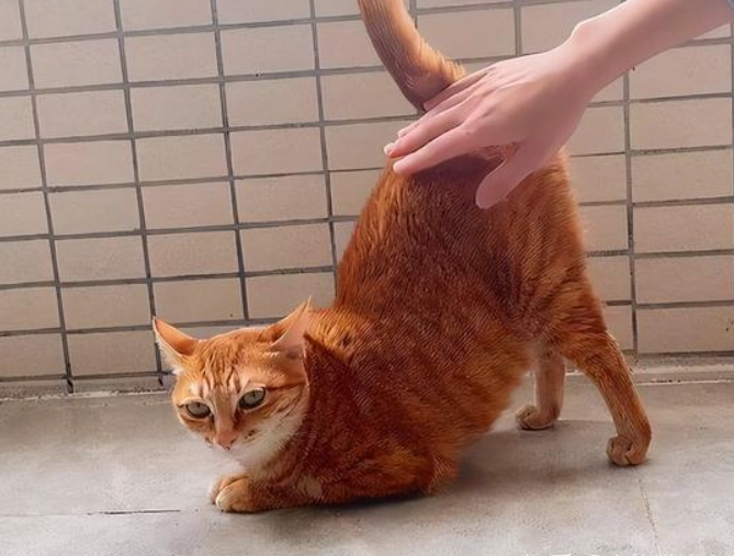 貓咪肛門沾大便 貓咪肛門沾大便