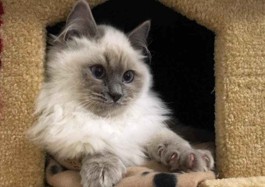 貓咪尷尬期照顧