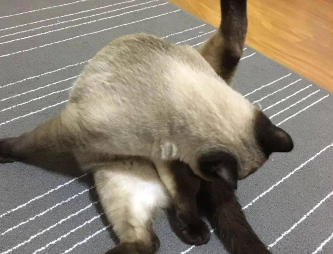 貓咪肛門沾大便 貓咪肛門沾大便