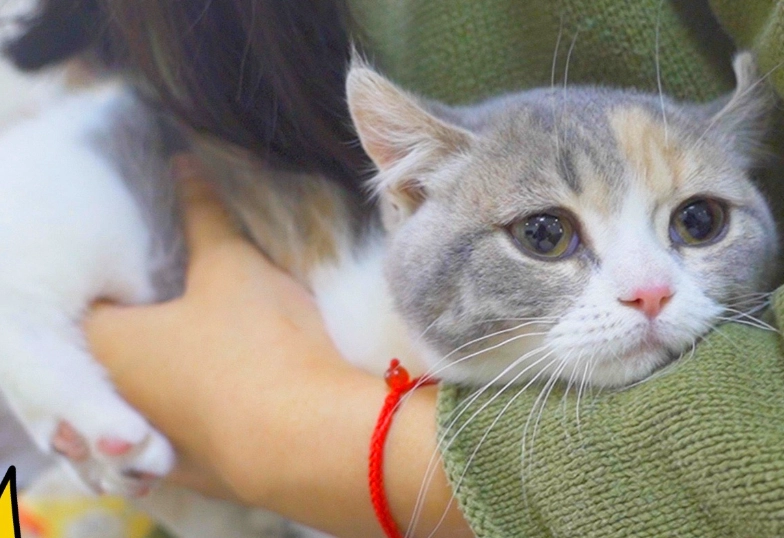 貓咪肛門腺 貓咪肛門腺