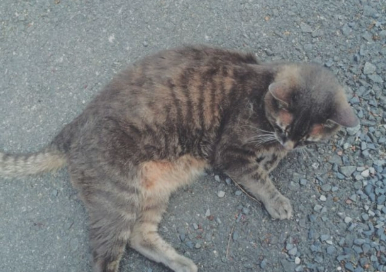 如何清理貓屁股 如何清理貓屁股