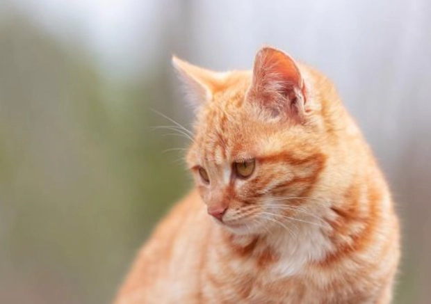 幼貓軟便 幼貓軟便