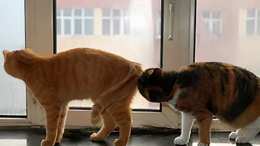 貓咪屁股臭 貓咪屁股臭