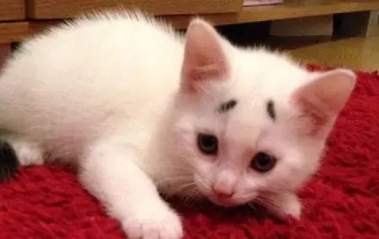 寵物臭味處理 寵物臭味處理