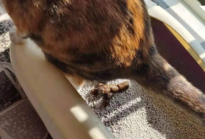 如何清理貓屁股 如何清理貓屁股