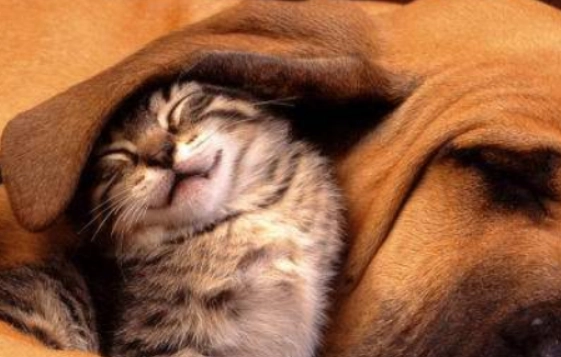 幼貓軟便 幼貓軟便