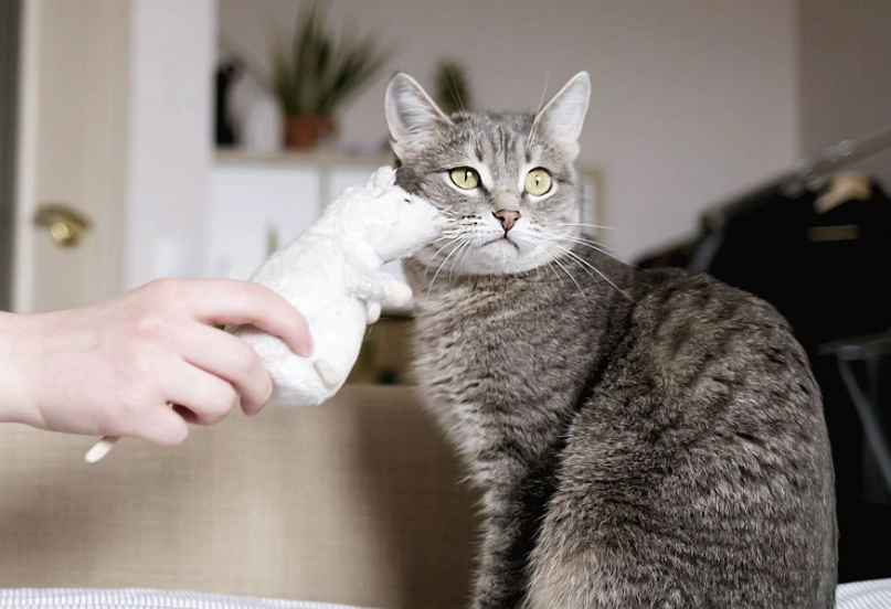 貓咪肛門腺清潔 貓咪肛門腺清潔