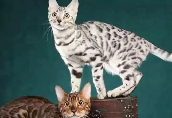 白色孟加拉貓價格 白色孟加拉貓價格