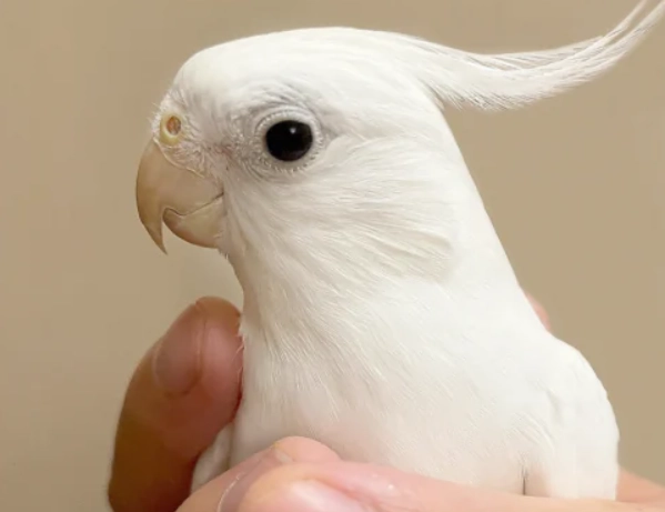 貓肛門腺炎症狀