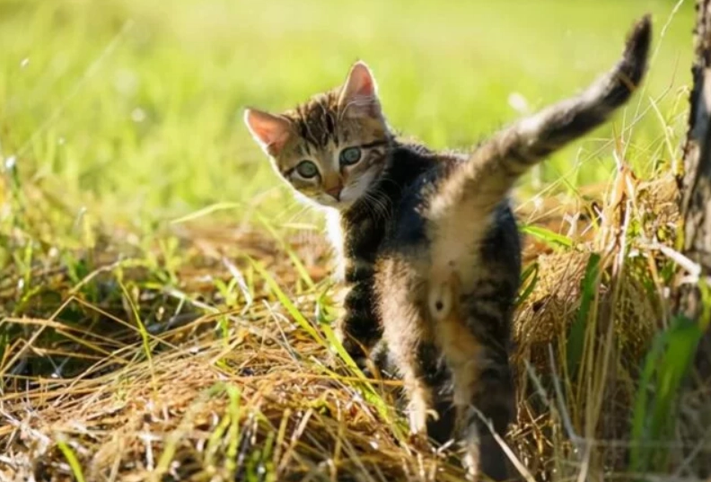 貓咪肛門腺 貓咪肛門腺