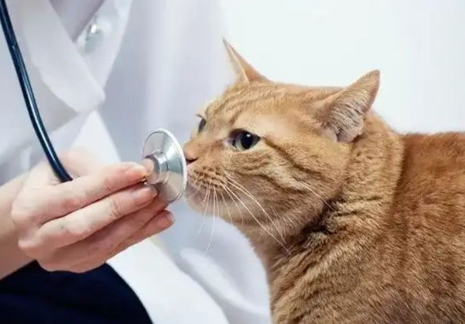 貓肛門腺炎症狀