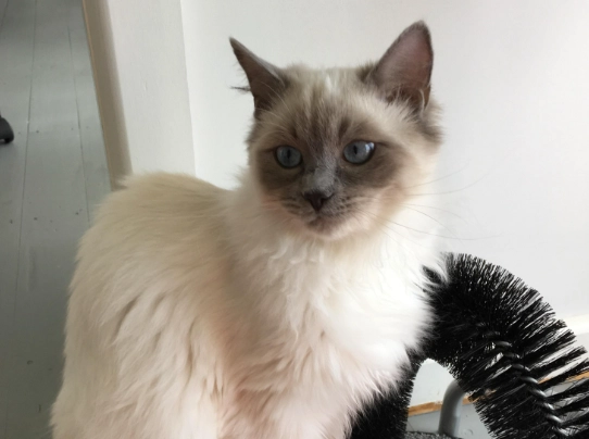 貓咪尷尬期照顧