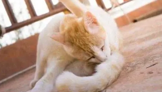 貓咪肛門腺清潔 貓咪肛門腺清潔