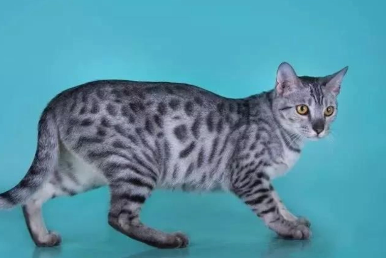 白色孟加拉貓價格 白色孟加拉貓價格