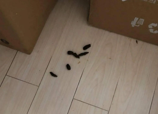 貓咪肛門沾大便 貓咪肛門沾大便