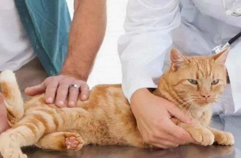 貓咪屁股臭 貓咪屁股臭