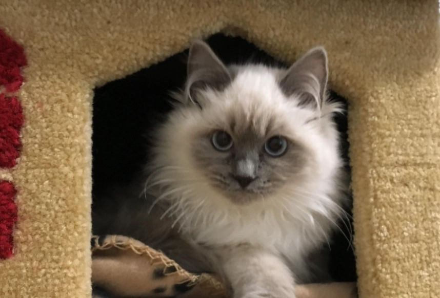 貓咪尷尬期照顧