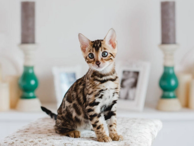 孟加拉貓飼養 孟加拉貓飼養