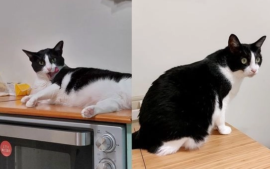 賓士貓 飼養 注意事項