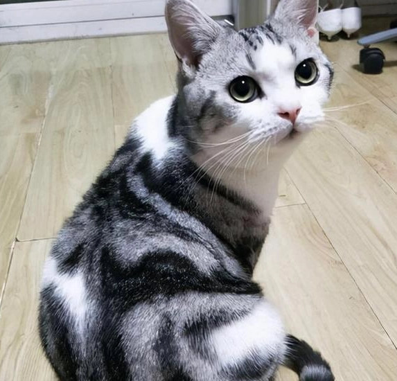 貓咪掉毛改善