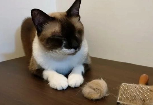 貓掉毛改善方法