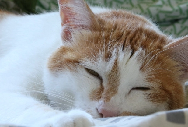 貓咪健康睡姿 貓咪健康睡姿