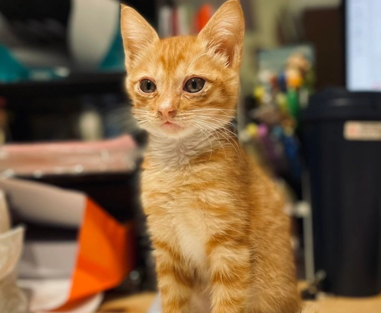 貓薄荷安全年齡