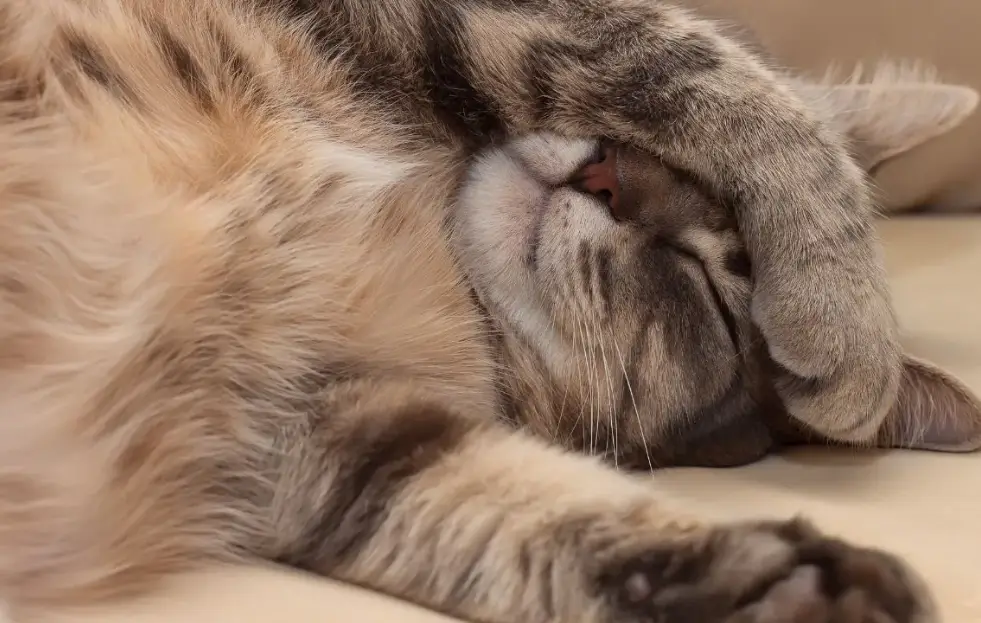 貓咪健康睡姿 貓咪健康睡姿