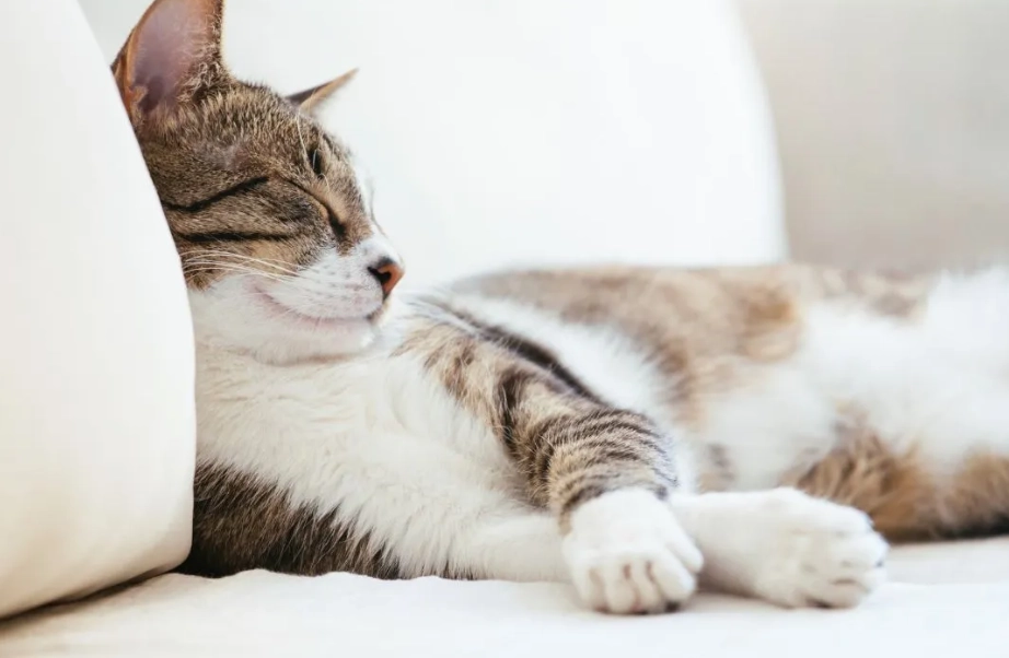 貓咪睡姿意思 貓咪睡姿意思