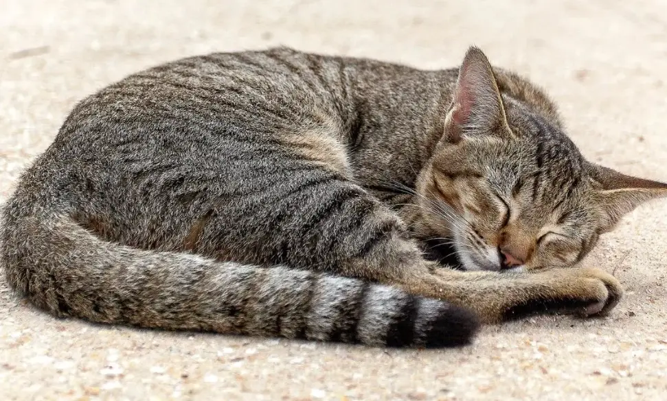 貓咪健康睡姿 貓咪健康睡姿